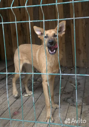 Рыжуля ищет родителей