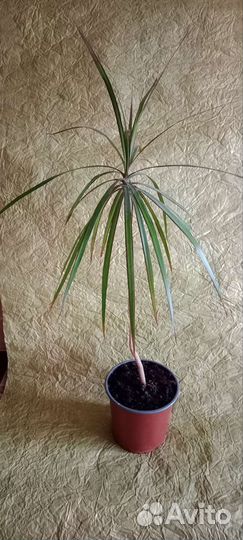 Драцена. Цветок для офиса. Квартиры. Дома