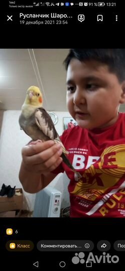 Продаётся говорящий попугай корелла