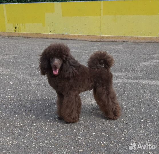 Карликовый пудель