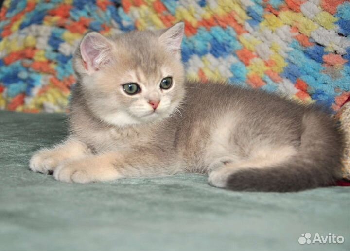 Британская золотая шиншилла