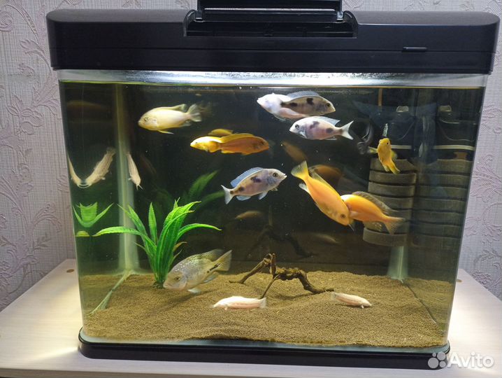 Аквариум с рыбками