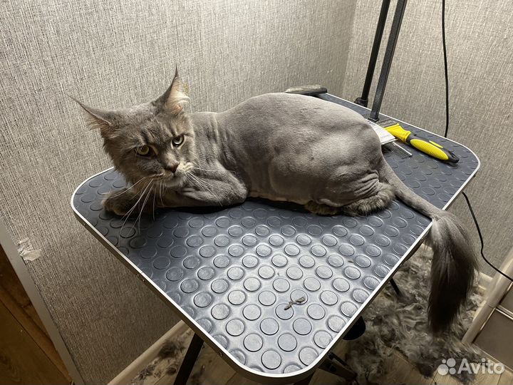 Груминг для кошек и котов