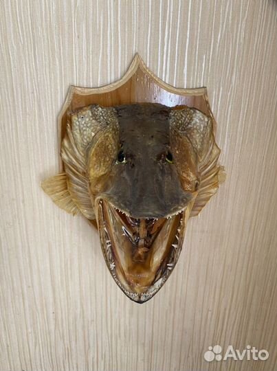 Чучело рыбы