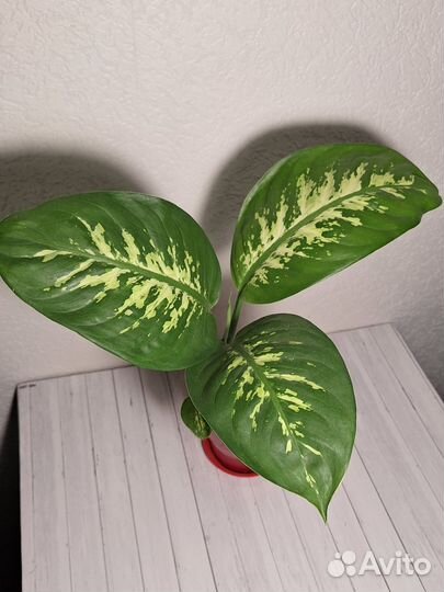 Цветы,растения