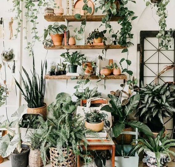 Комнатные растения цветы