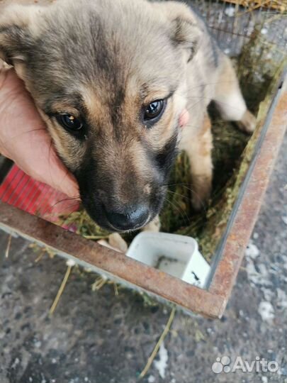 Щенок в добрые руки