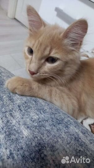 Котик в добрые руки