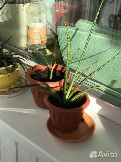 Сансевиерия, тещин язык