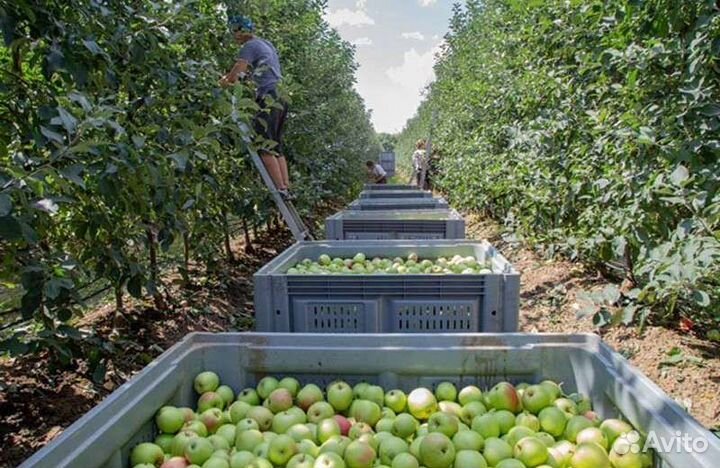 Сборщик яблок