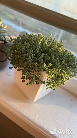 Седум комнатный дацифилум