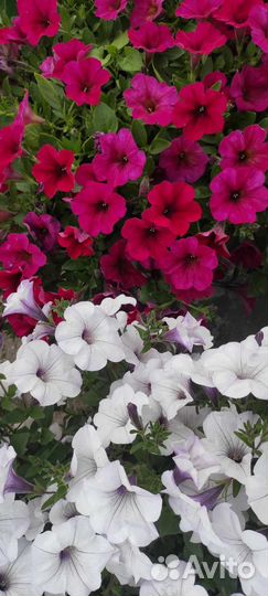 Петуния тайдал 30 литров