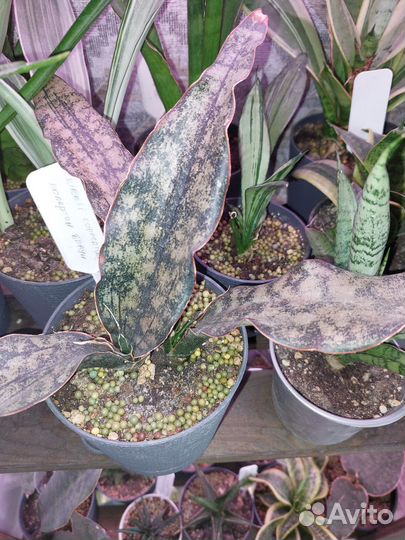 Сансевиерии сортовые