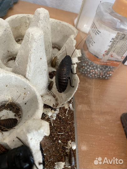 Мадагаскарские тараканы