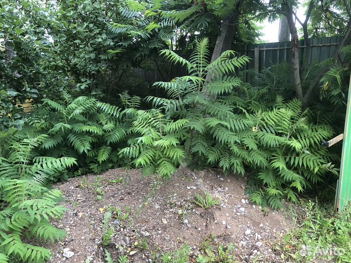 Сумах саженцы