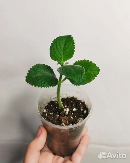 Кубинский орегано мята