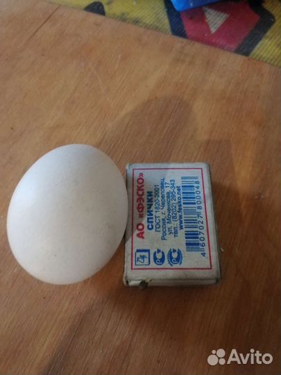 Яйцо домашнее. Самовывоз