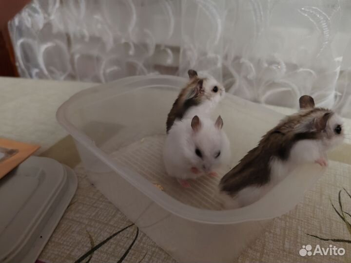 Хомички 2 чёрных 2 белых