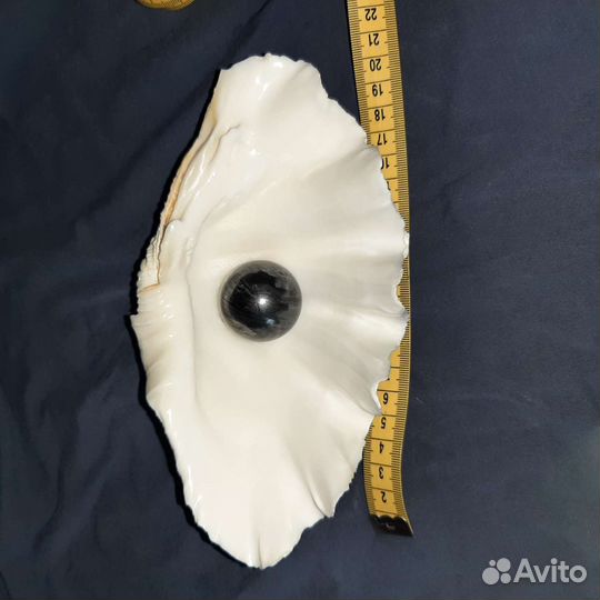 Большая морская раковина