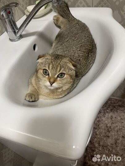 Котик на вязку