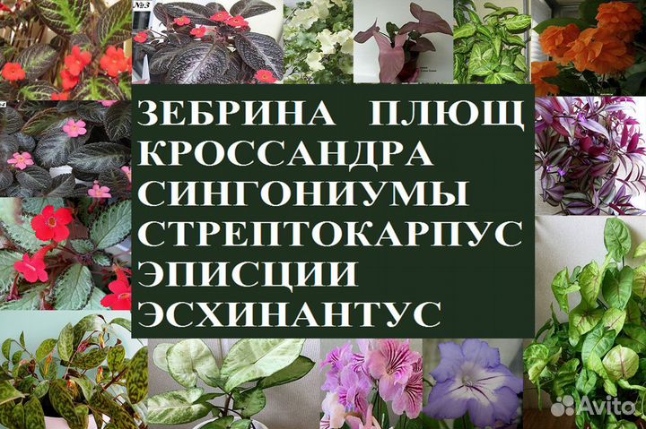 Эписции,плющ,сингониум,эсхинант,стрептокар.,кросса
