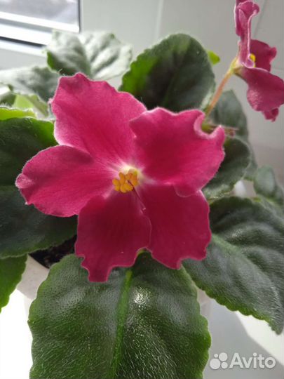 Сортовые фиалки