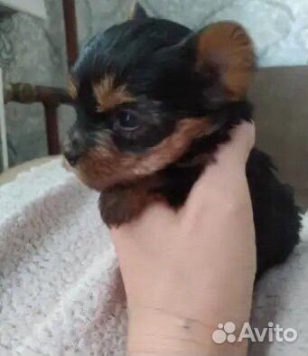 Щенки йорка мини