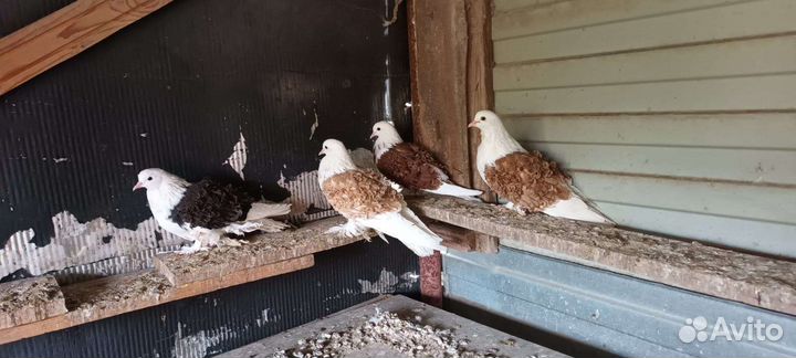 Голуби кучерявые