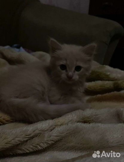 Кошечка в добрые руки