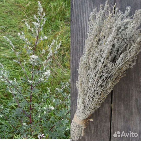 Травы: душица, зверобой, Иван чай, одуванчик