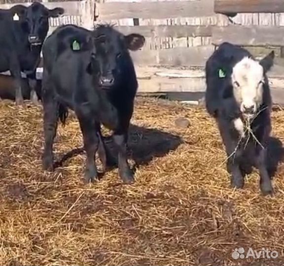 Скотинка бычки