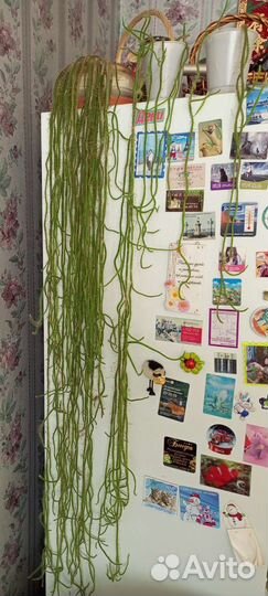 Кактусы и суккуленты