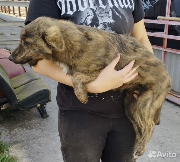 Щенок мальчик в добрые руки бесплатно