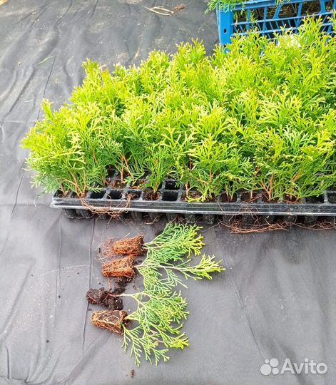 Туя смарагд черенки вышлю почтой