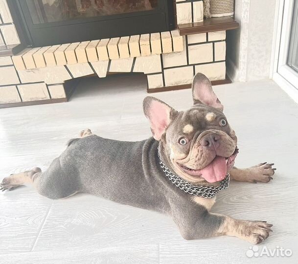 Вязка в Москве