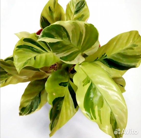 Калатея Yellow Fusion