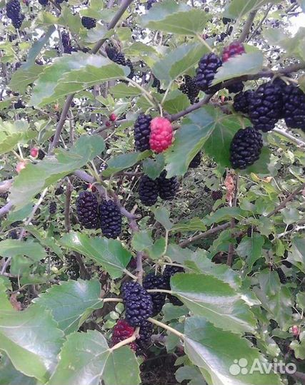 Саженцы шелковицы