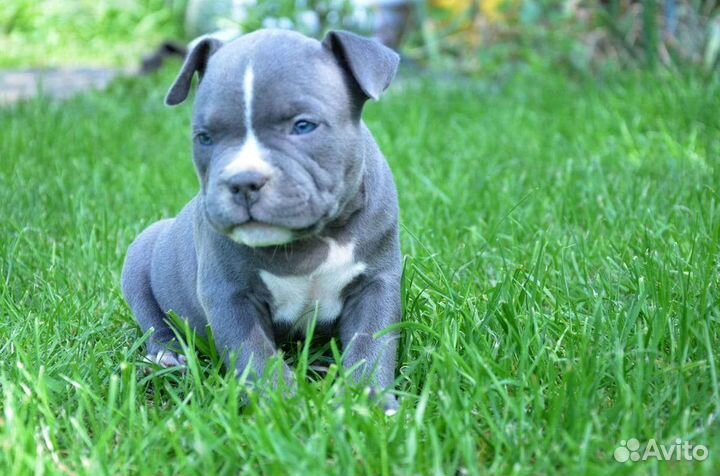 Американский булли щенки
