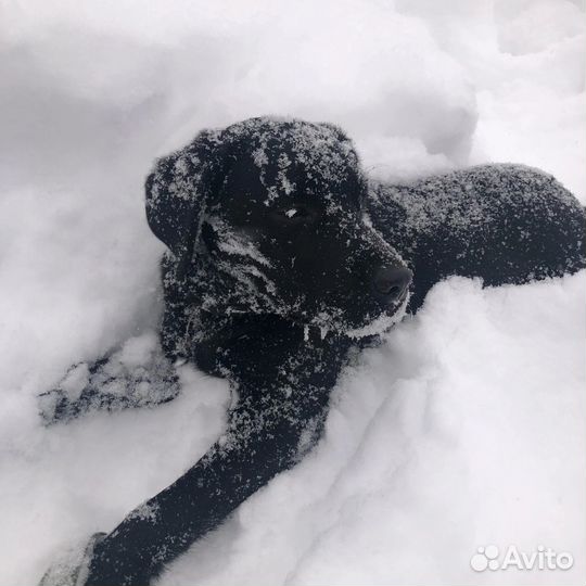 Собака в добрые руки отдам бесплатно