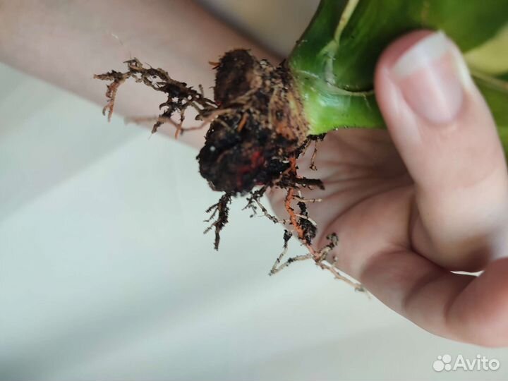 Сансевиерия ханни Пагода стриата вар. Крем, Крео