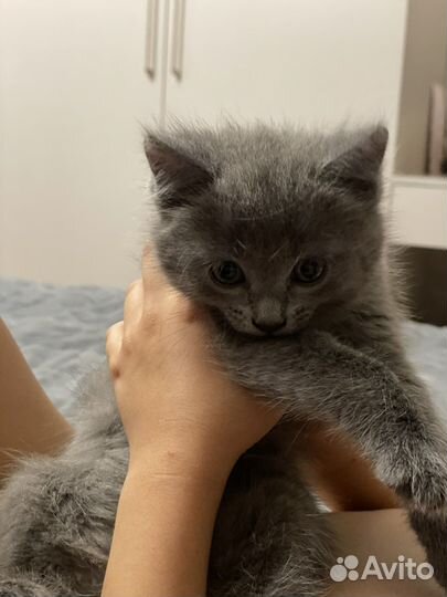 Отдам дымчатых котят
