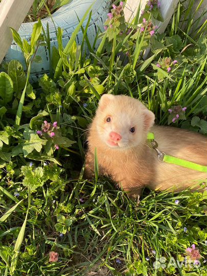 Хорек вязка