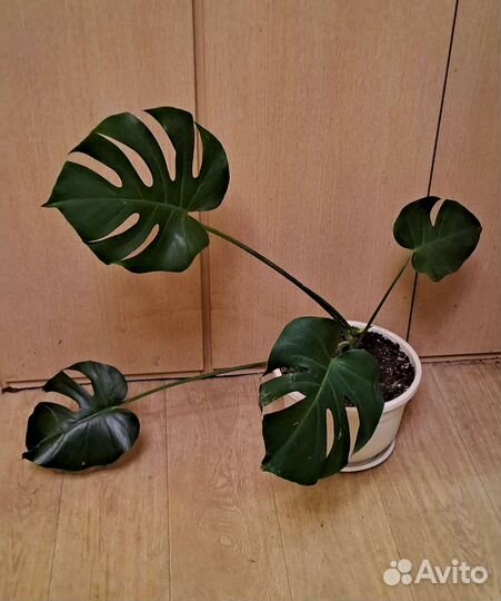 Комнатные растения цветы