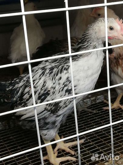 Цыплята курочки петушки