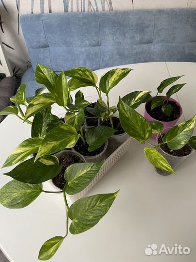 Сциндапсус Эпипремнум неон золотистый пиктус