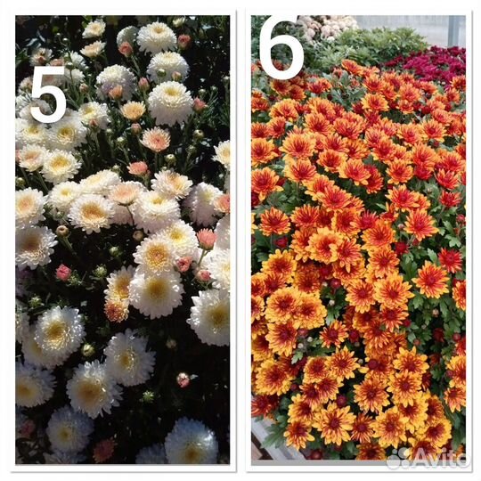 Хризантемы мультифлора