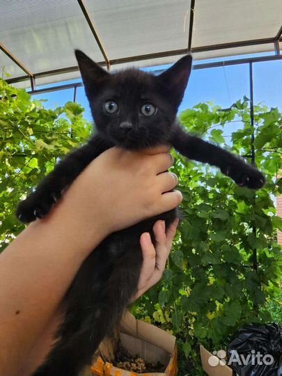 Кошки в добрые руки бесплатно