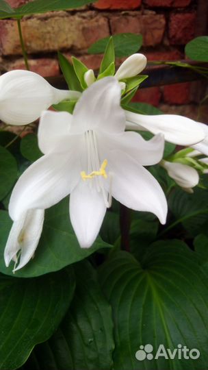 Хоста «Королевская»