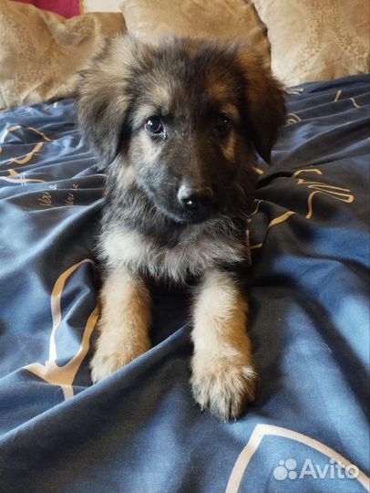 Щенки немецкой овчарки