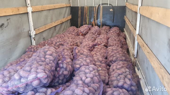 Катофель красный оптом от 20 тонн